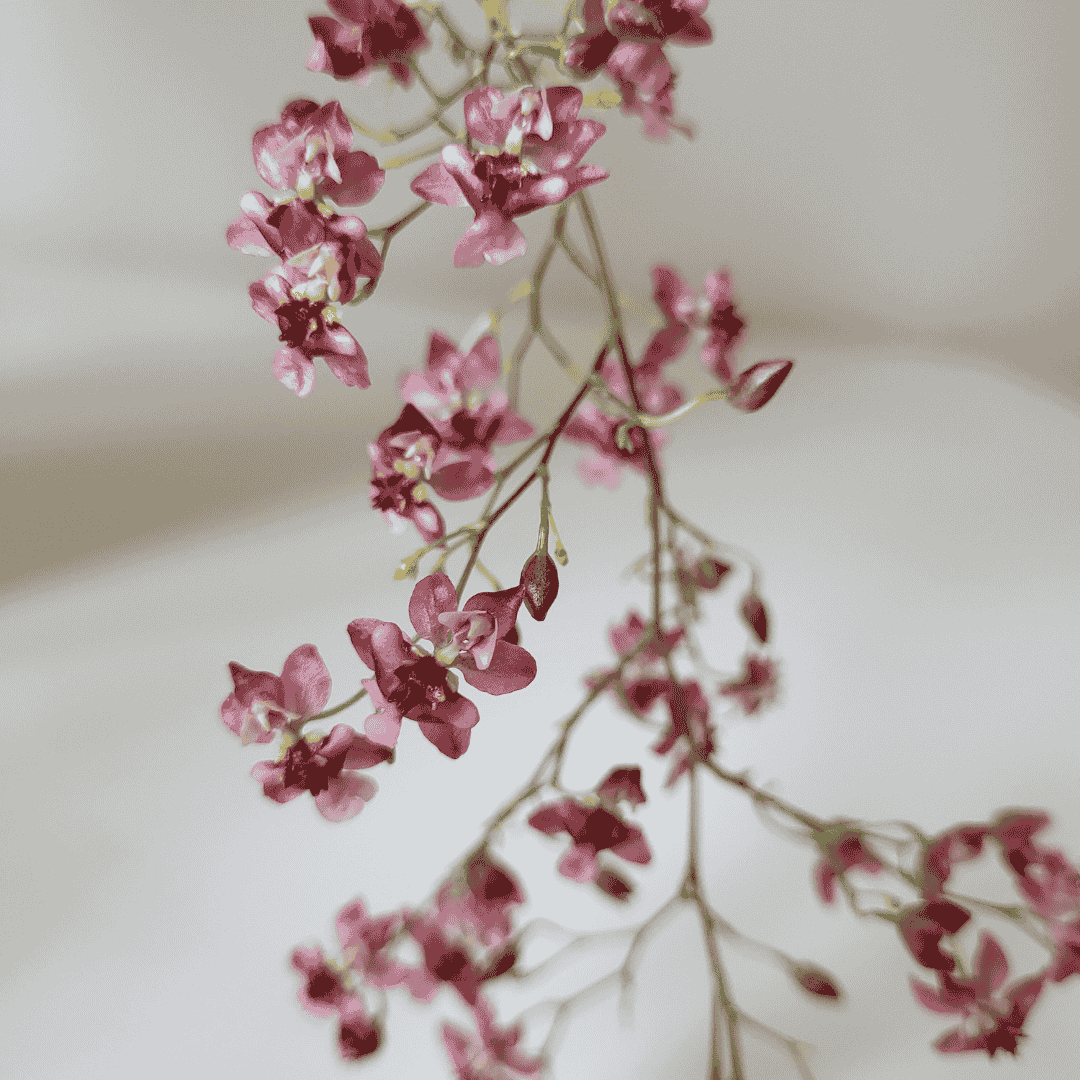 Oncidium Twinkle Rosso Ø14