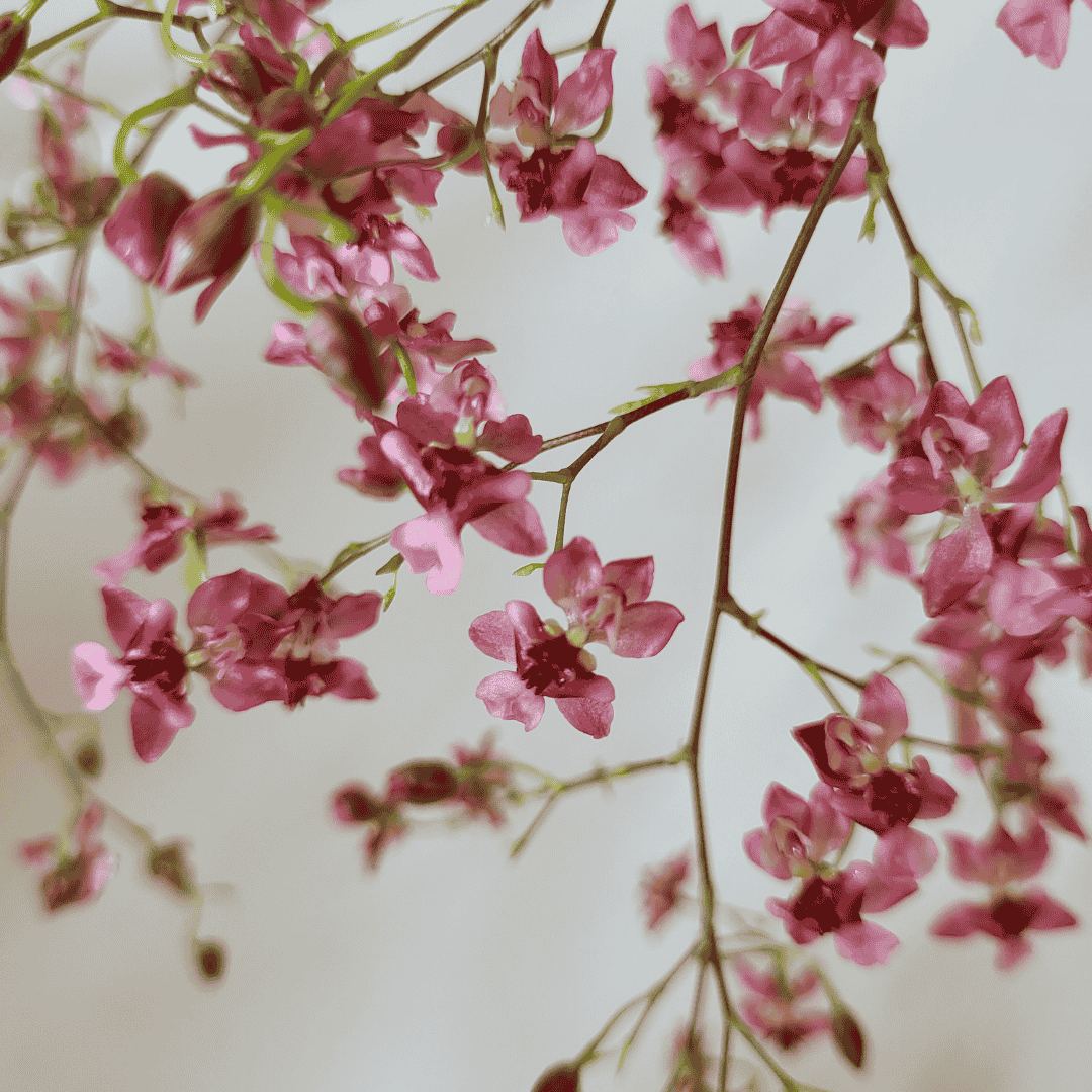 Oncidium Twinkle Rosso Ø14