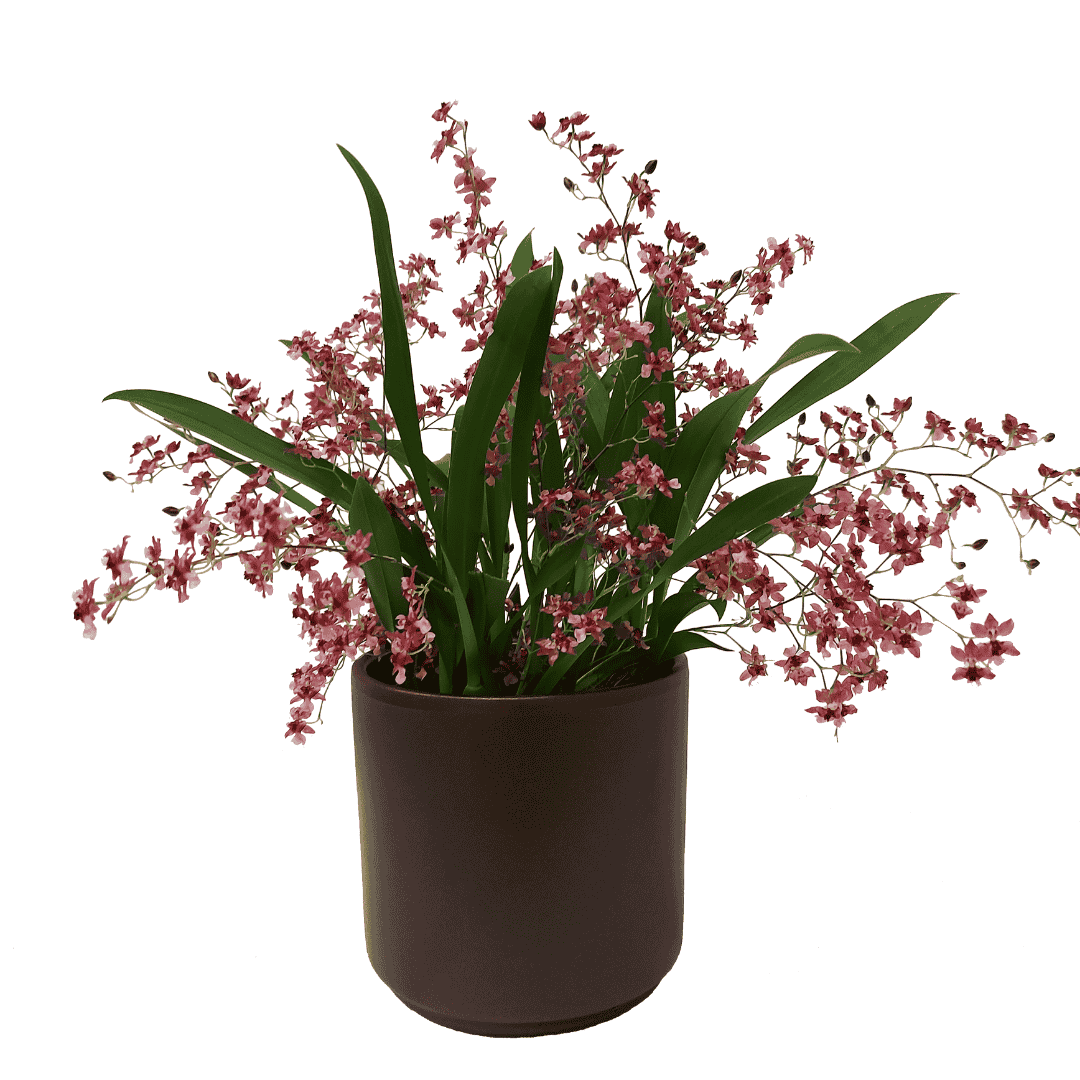 Oncidium Twinkle Rosso Ø14