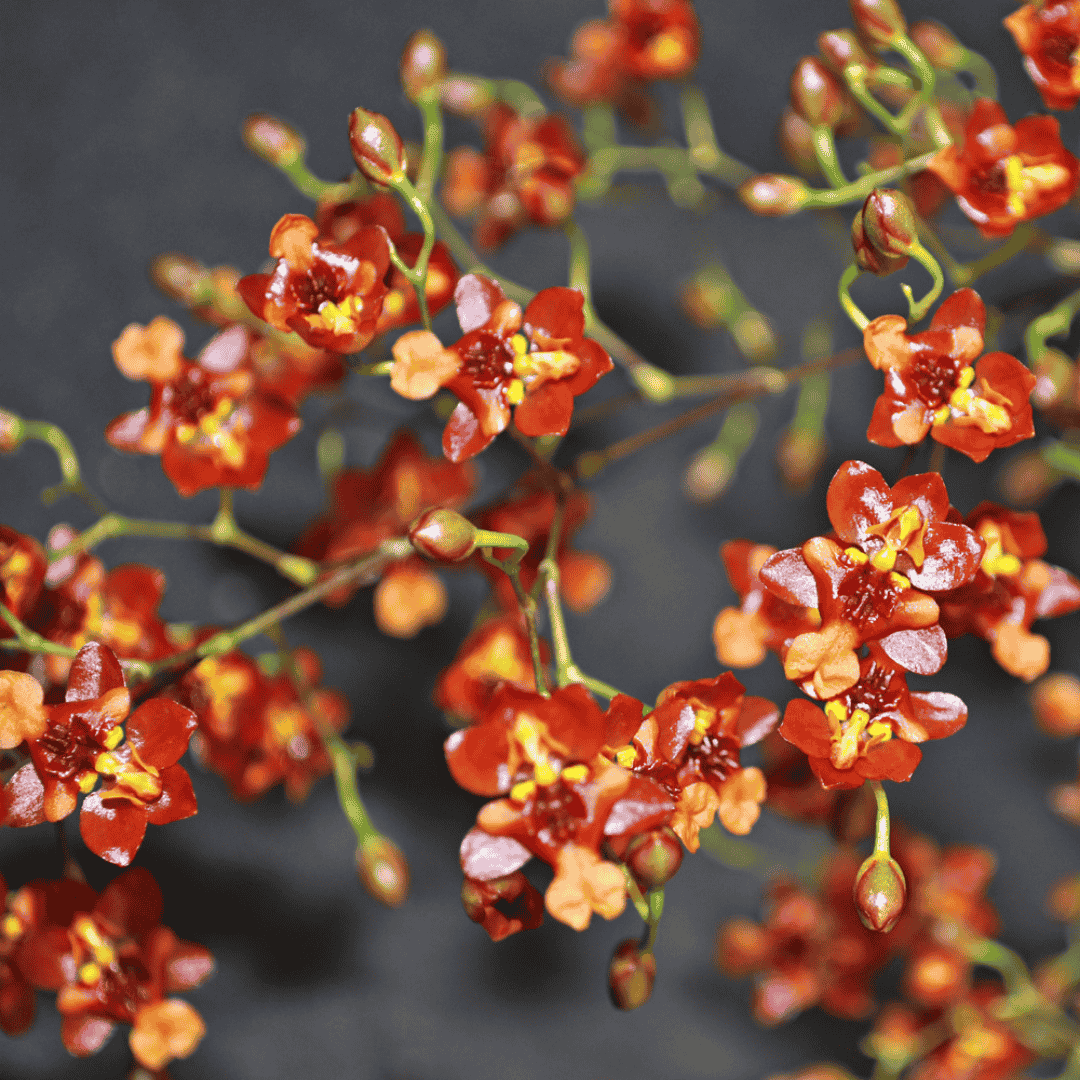 Oncidium Twinkle Rosso Ø14
