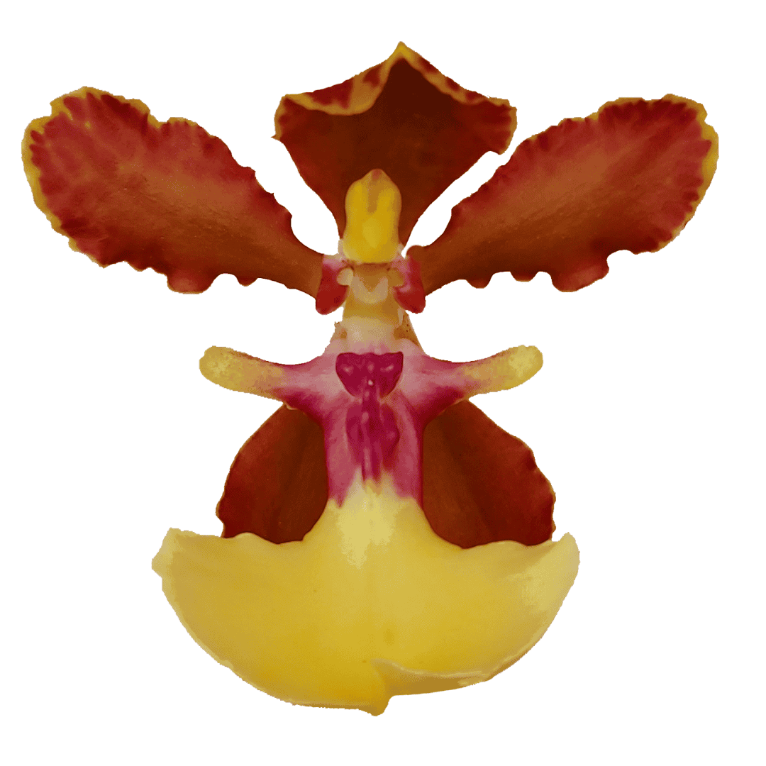 Oncidium Bicolor Lena