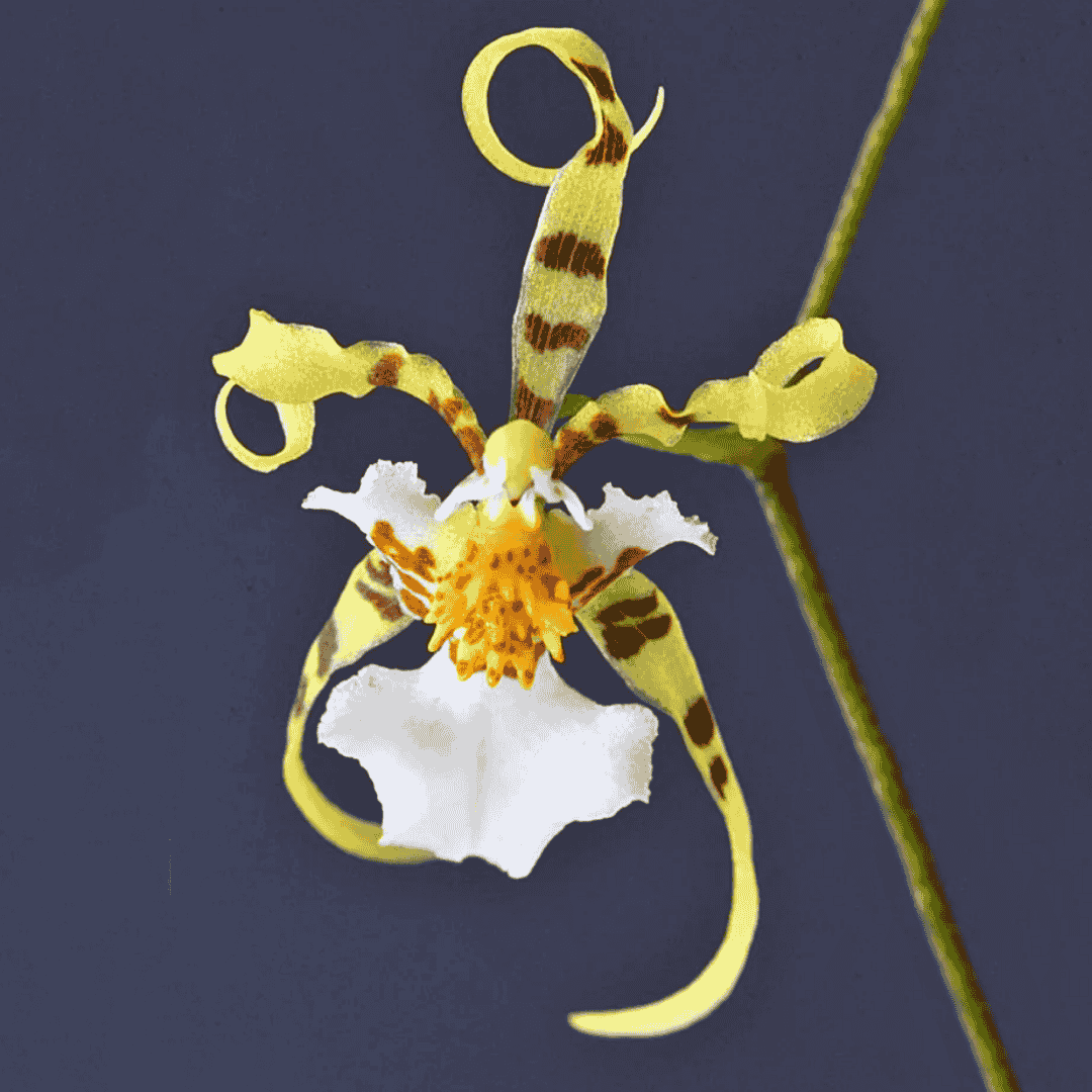 Oncidium Phymatochilum