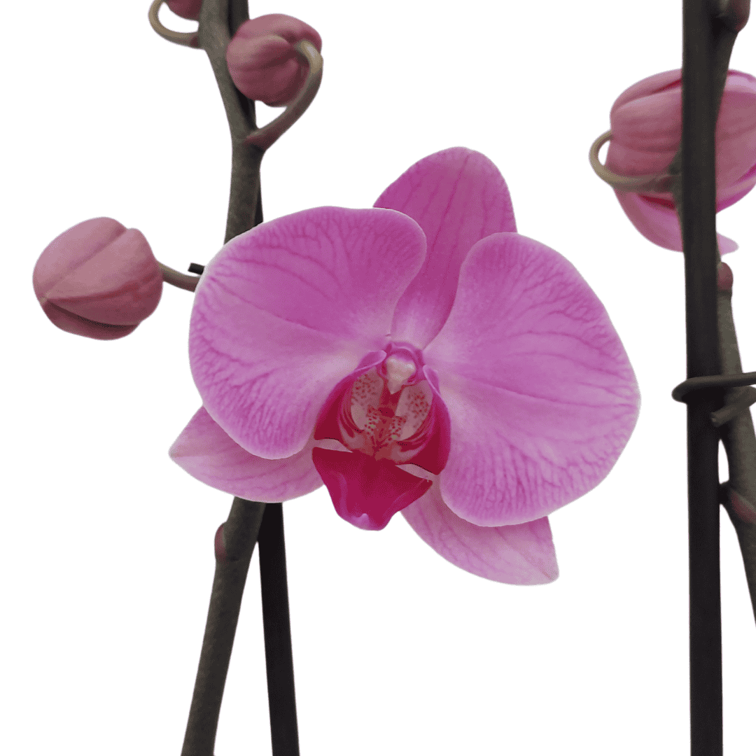 Phalaenopsis Orlando Ø12