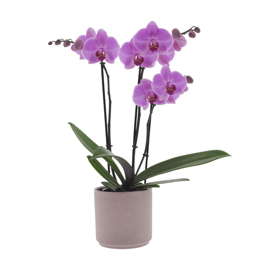 Phalaenopsis Orlando Ø12