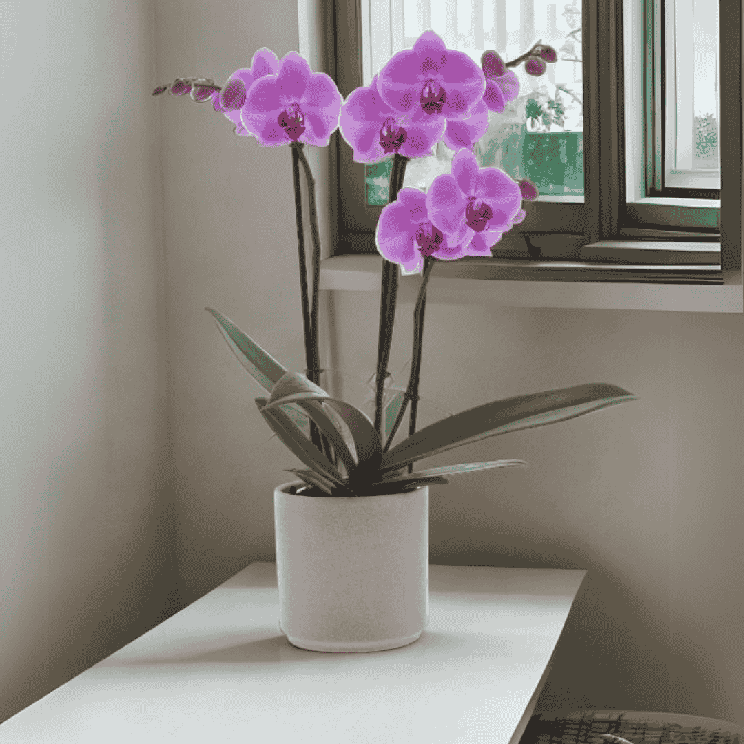 Phalaenopsis Orlando Ø12