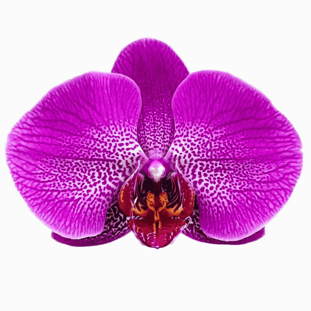 Phalaenopsis Oxana Ø12