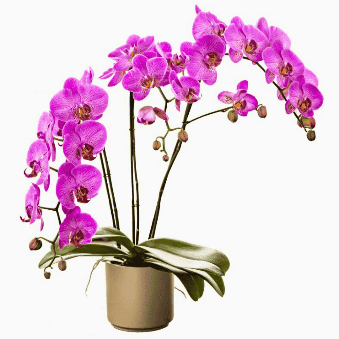 Phalaenopsis Oxana Ø12