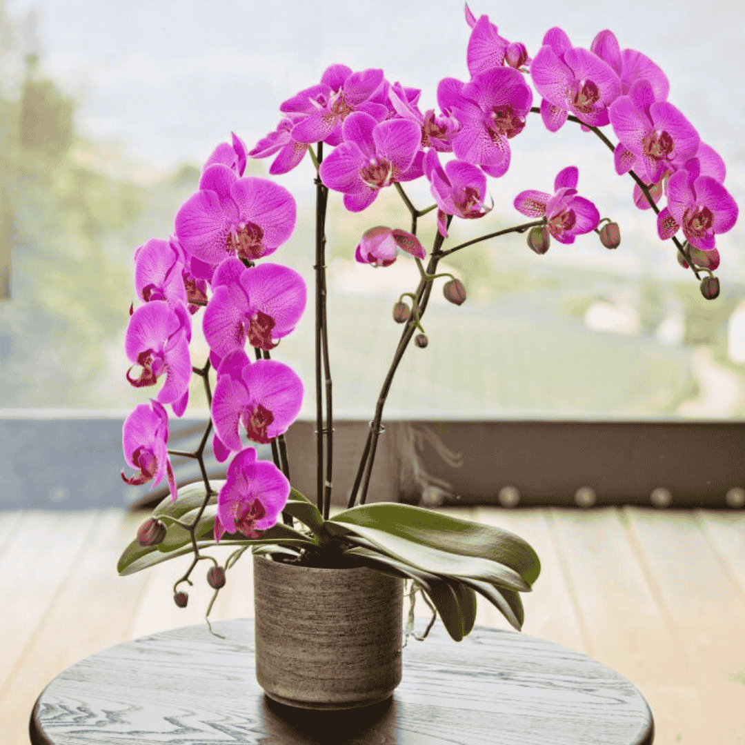 Phalaenopsis Oxana Ø12