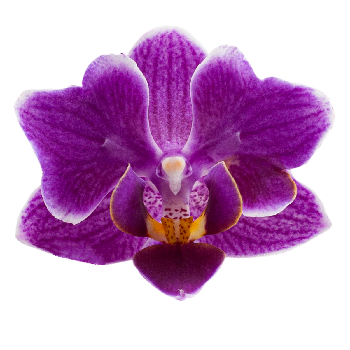 Phalaenopsis Lavinia Ø9
