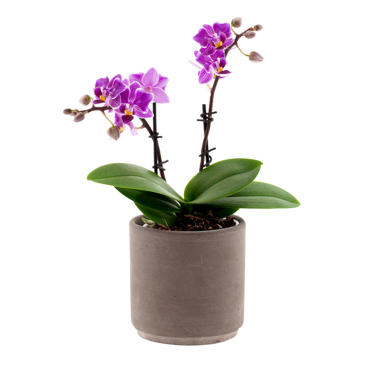 Phalaenopsis Lavinia Ø9