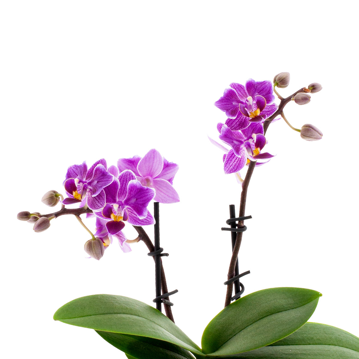 Phalaenopsis Lavinia Ø9