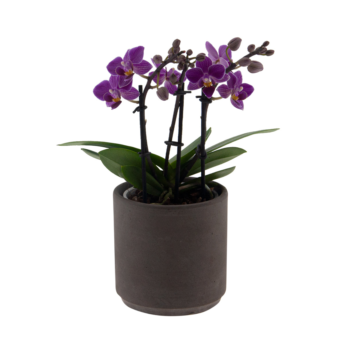 Phalaenopsis Lavinia Ø9