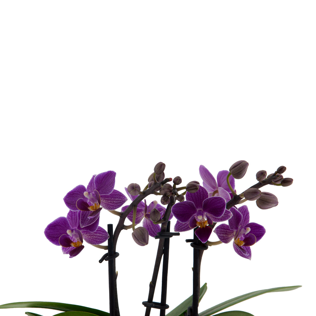 Phalaenopsis Lavinia Ø9