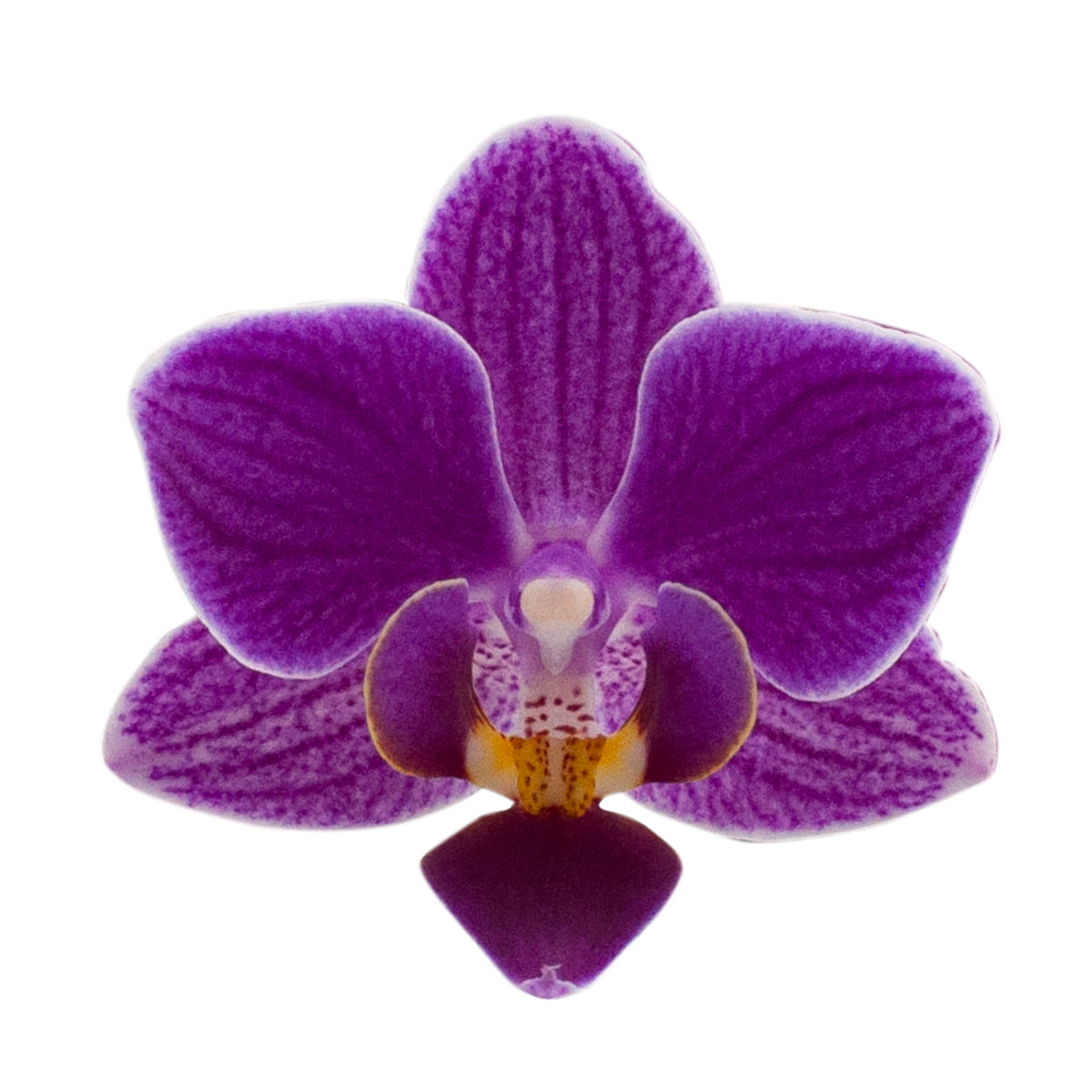 Phalaenopsis Lavinia Ø9