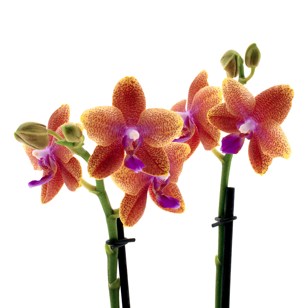 Phalaenopsis Bolgheri Ø9
