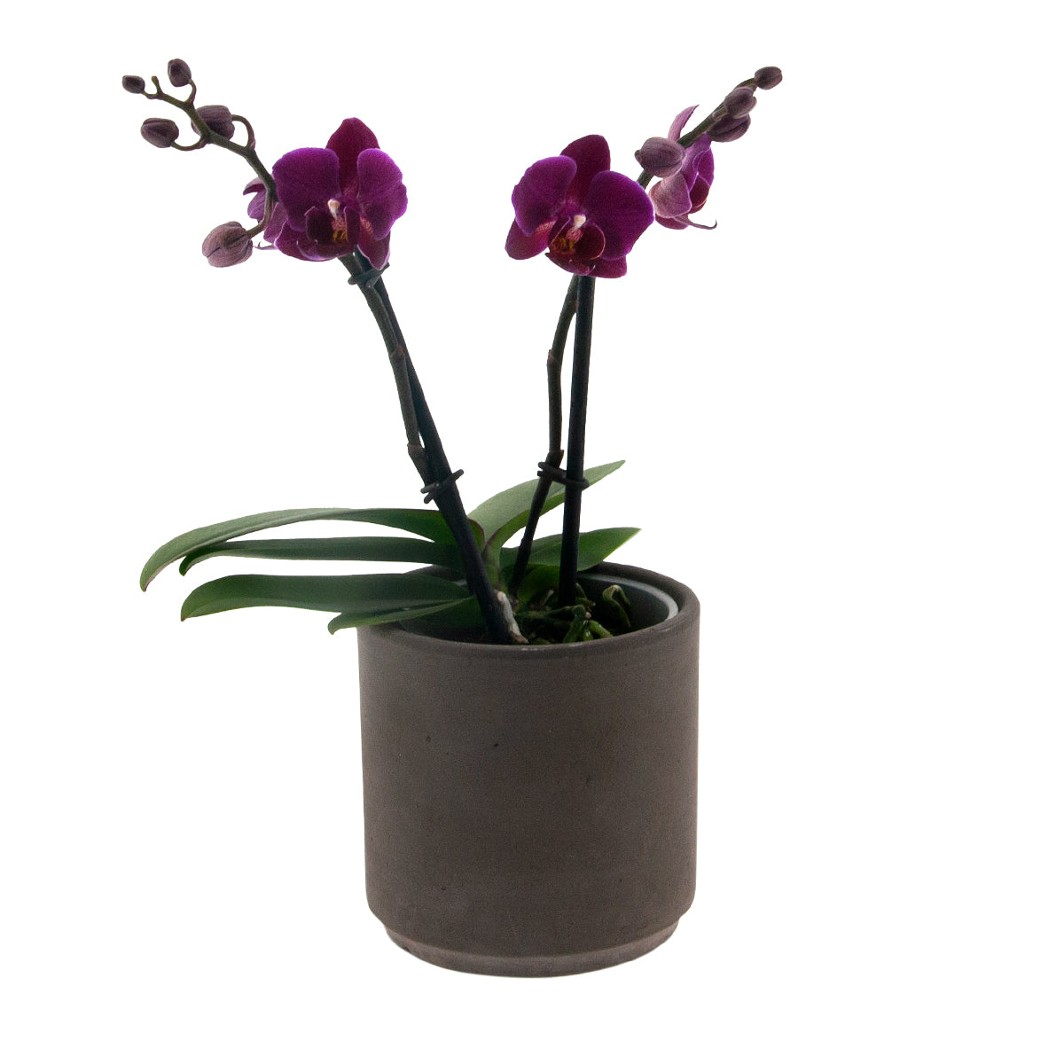 Phalaenopsis Brazilian Fever Ø9