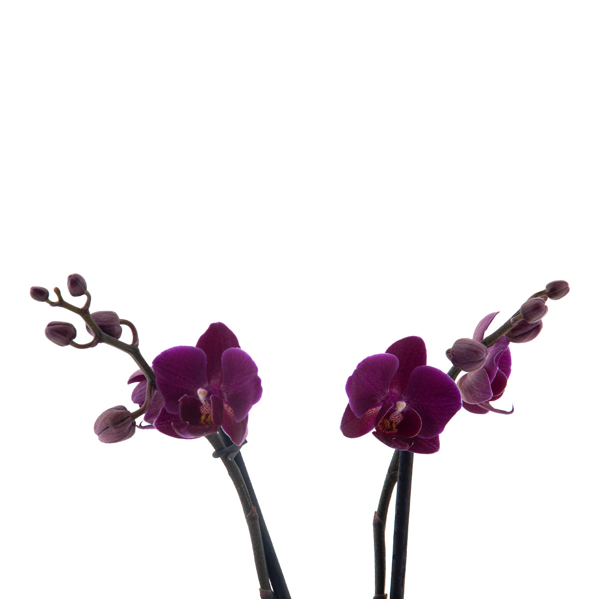 Phalaenopsis Brazilian Fever Ø9