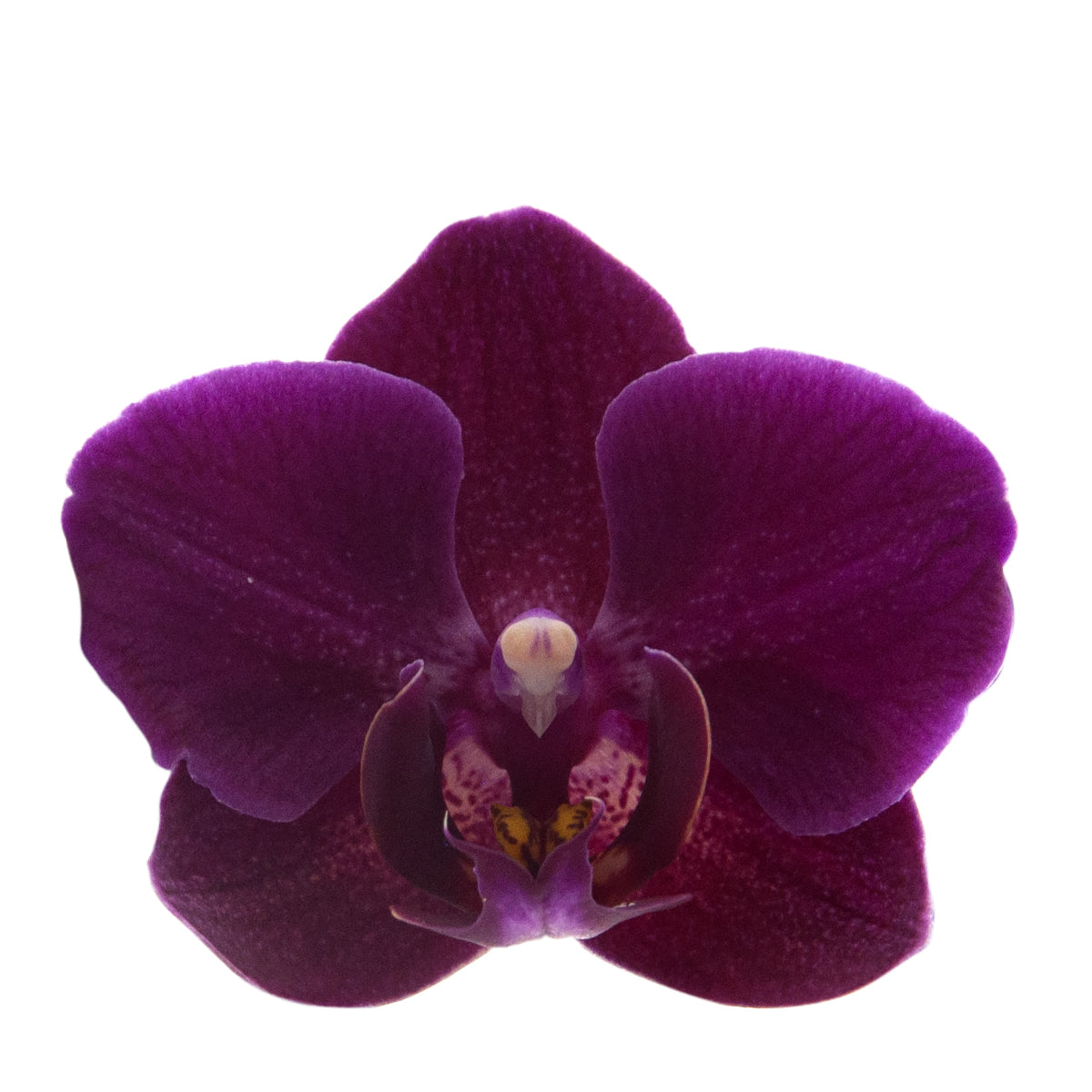 Phalaenopsis Brazilian Fever Ø9