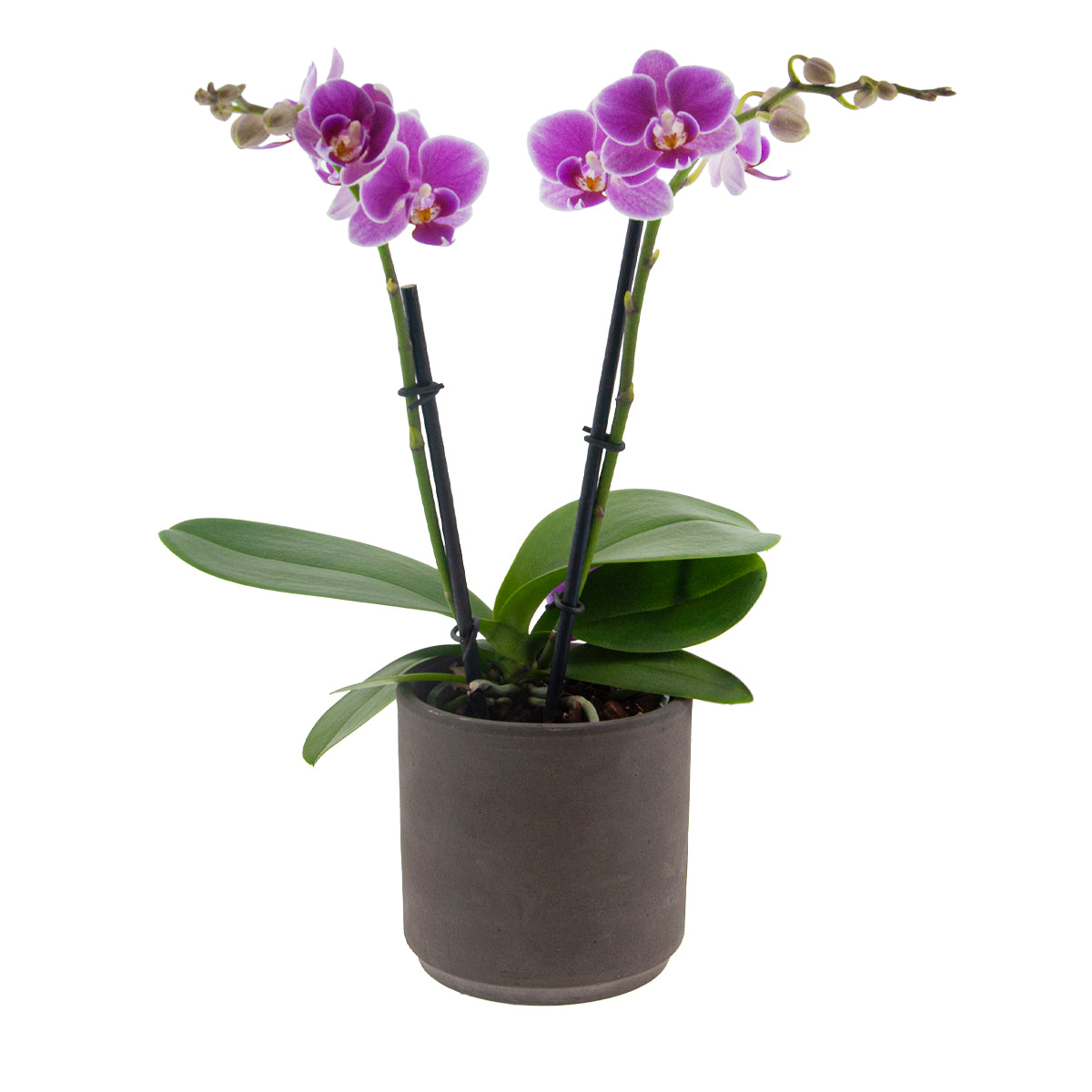 Phalaenopsis Friday Flirt Ø9