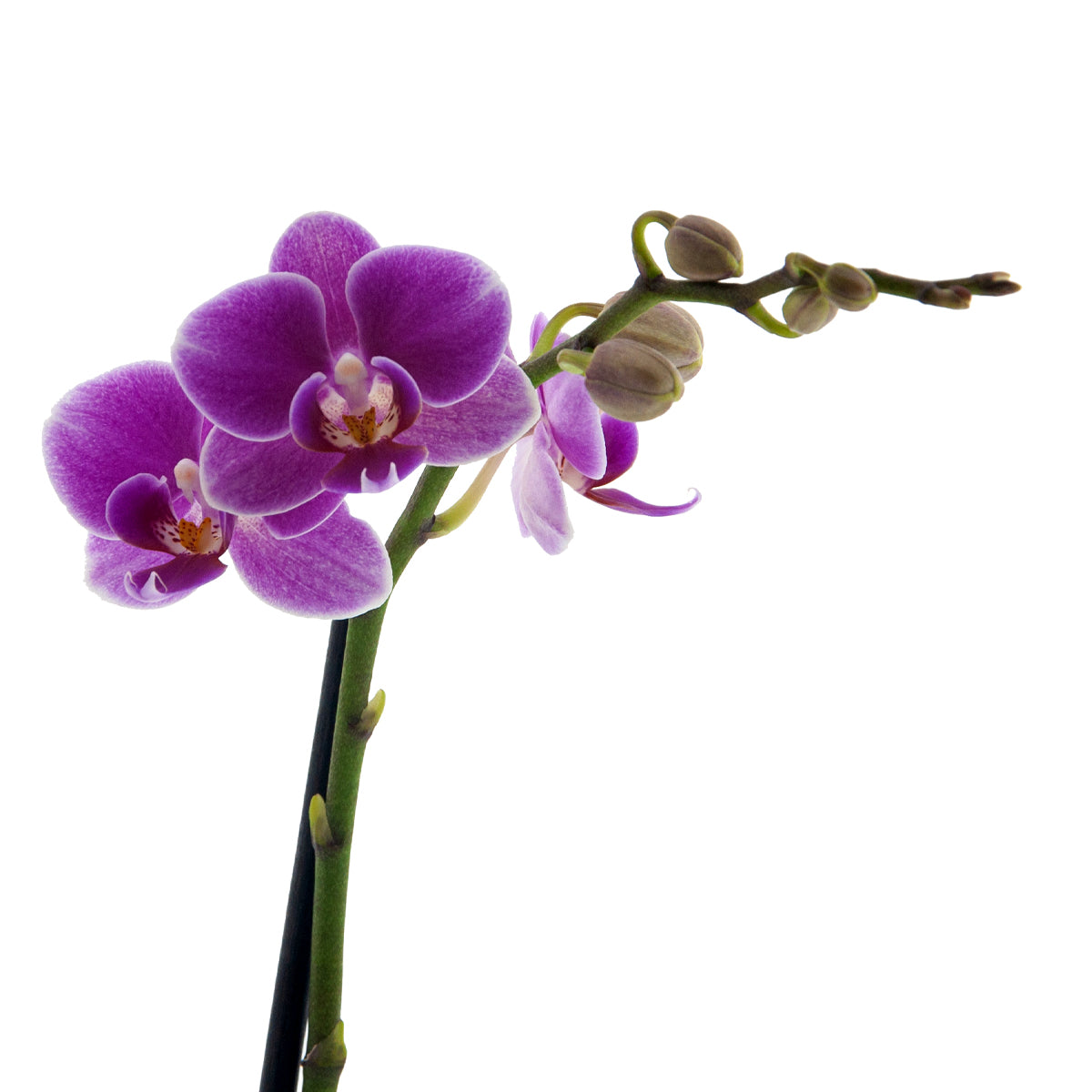 Phalaenopsis Friday Flirt Ø9