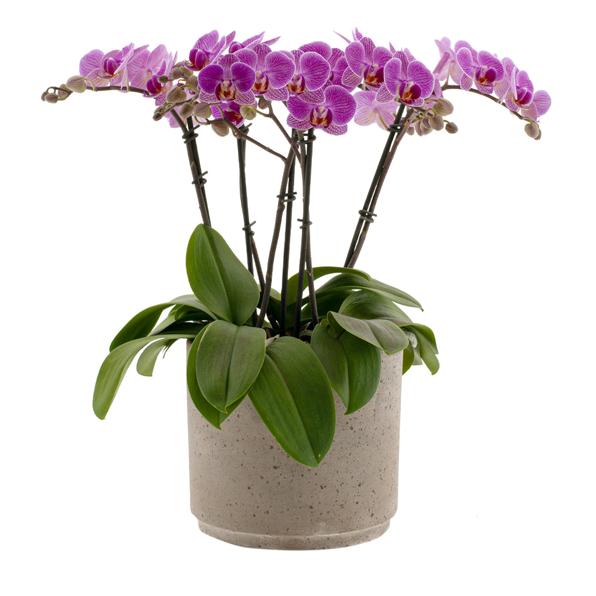 Phalaenopsis Lena Ø9
