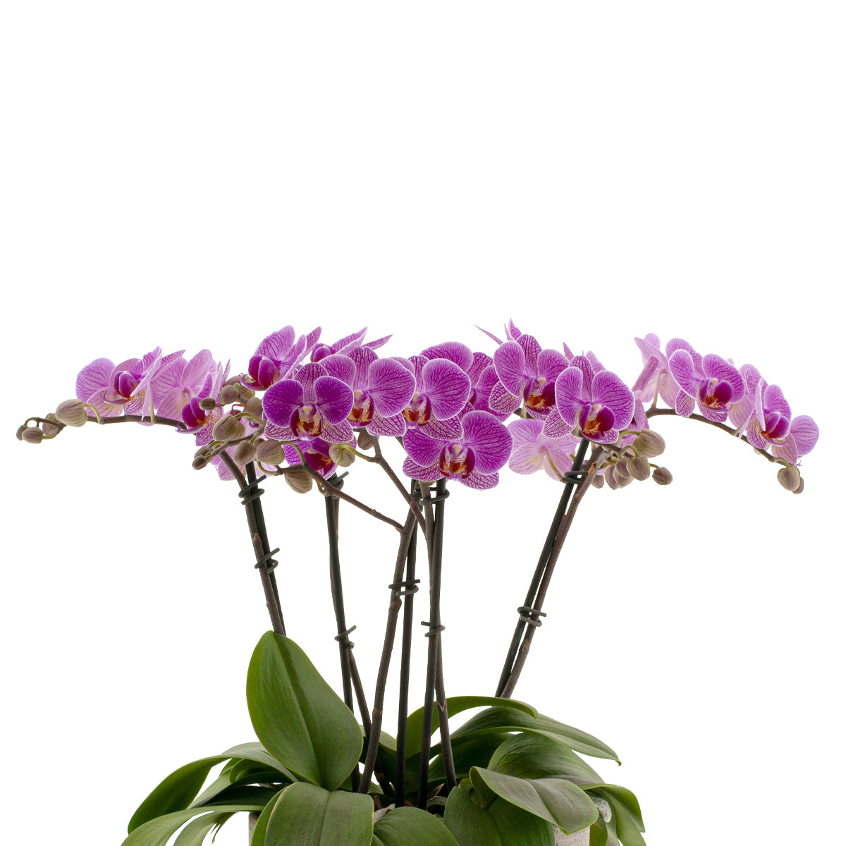 Phalaenopsis Lena Ø9