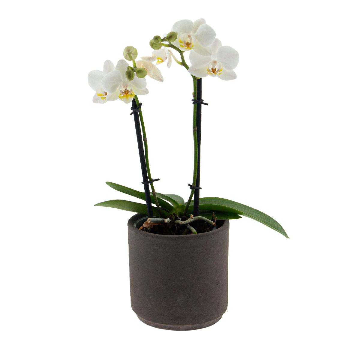 Phalaenopsis Cinzia Ø9