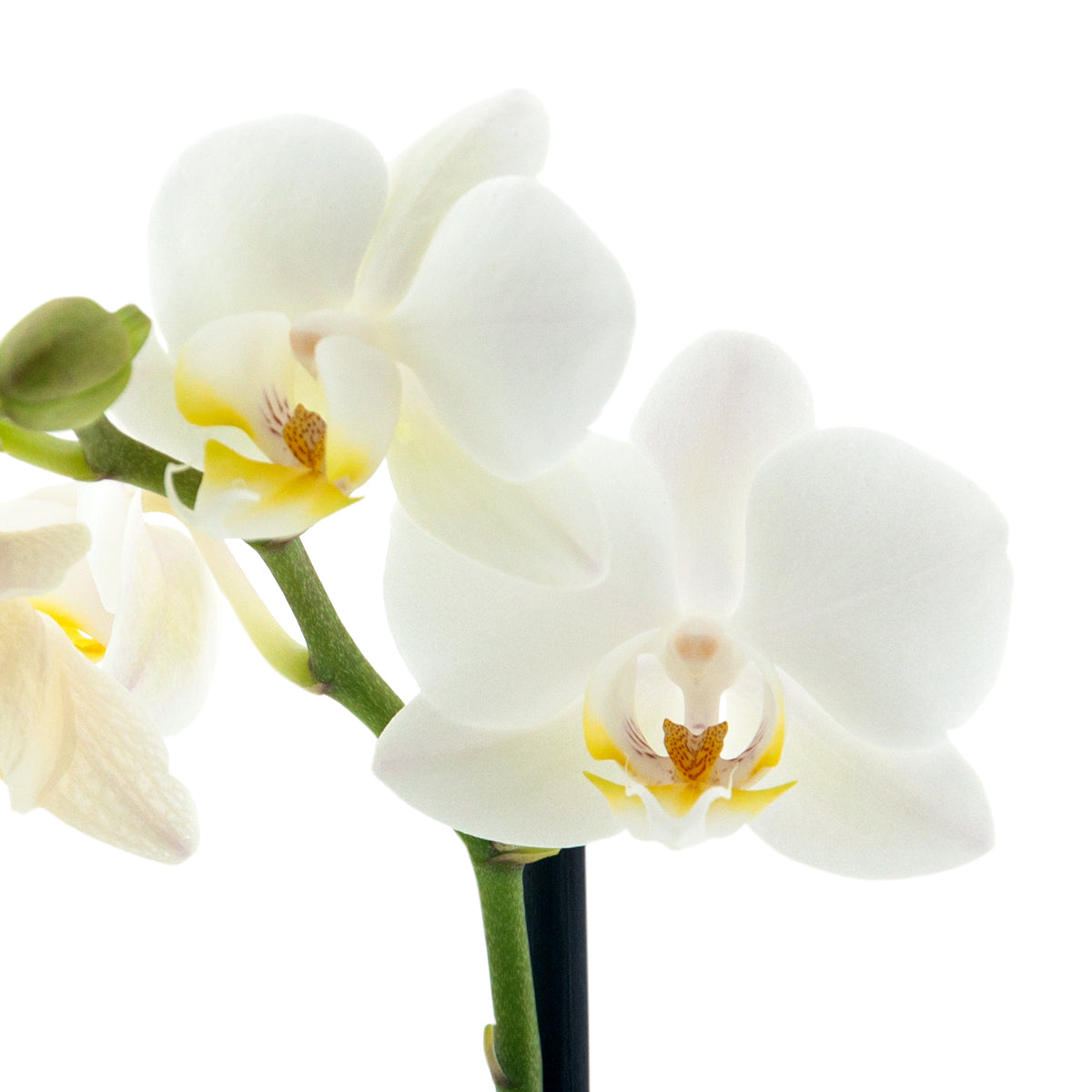 Phalaenopsis Cinzia Ø9
