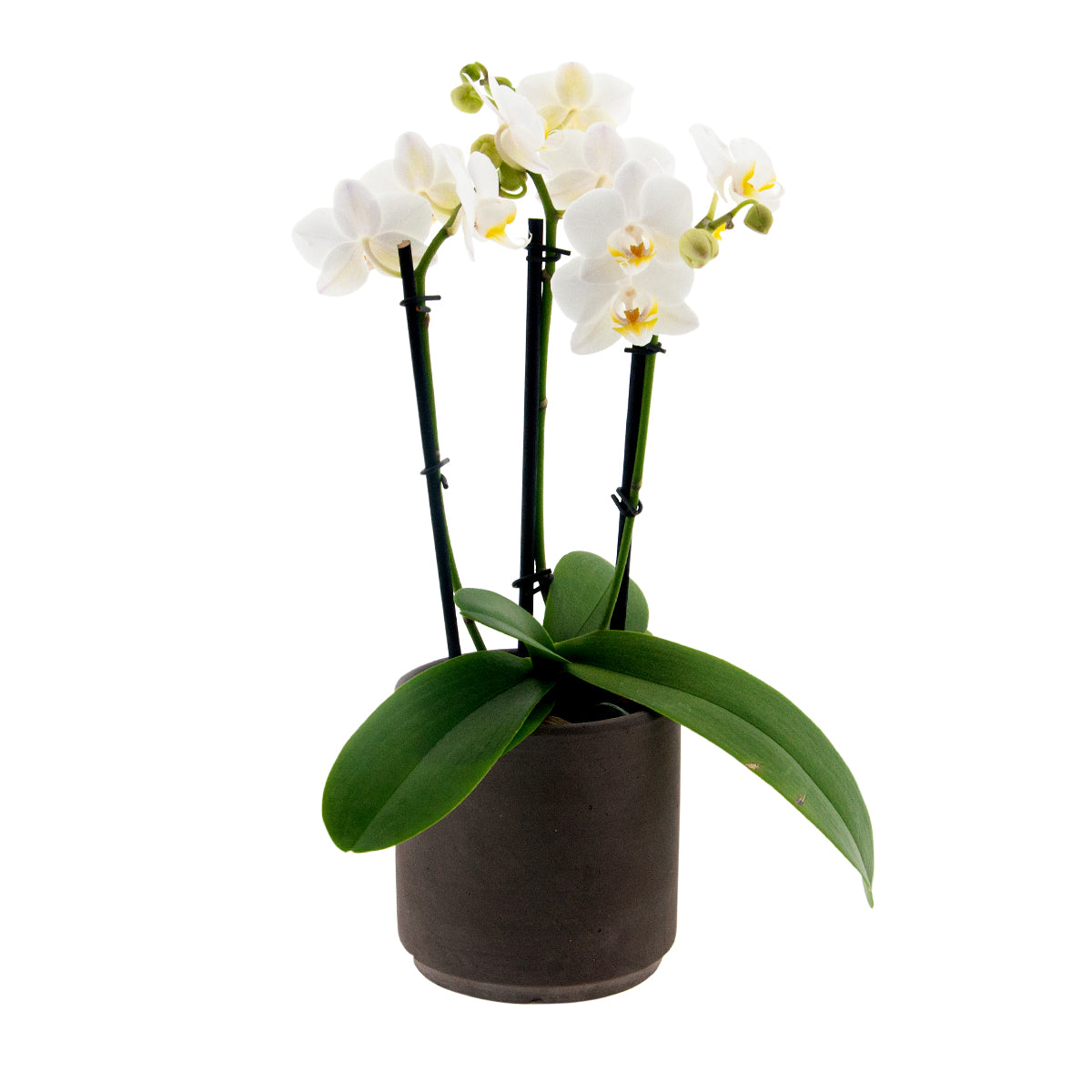 Phalaenopsis Cinzia Ø9