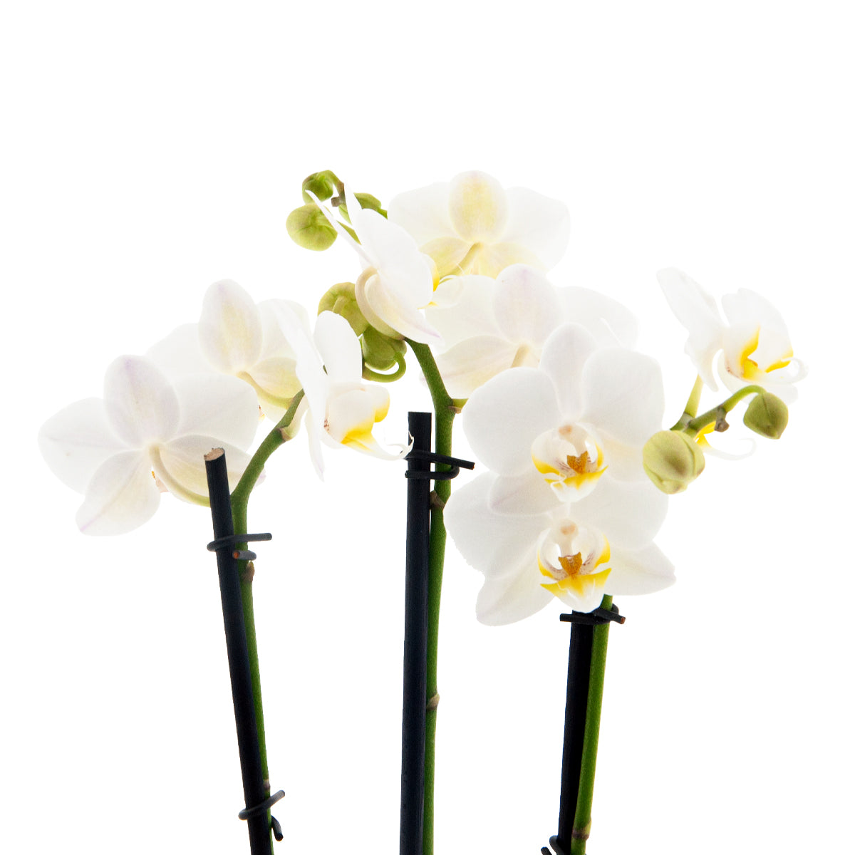 Phalaenopsis Cinzia Ø9