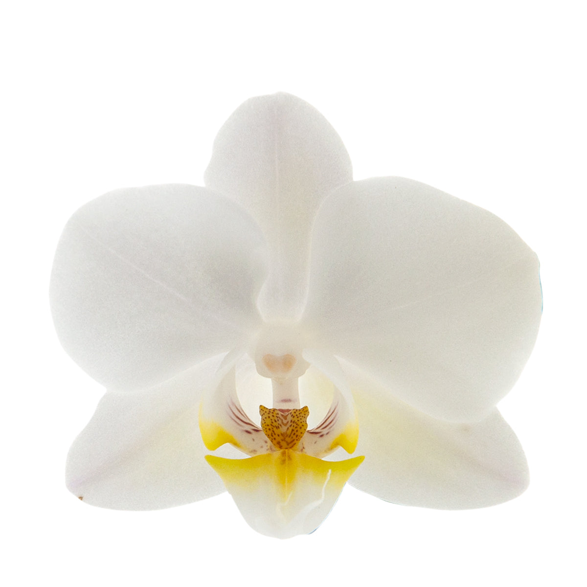 Phalaenopsis Cinzia Ø9