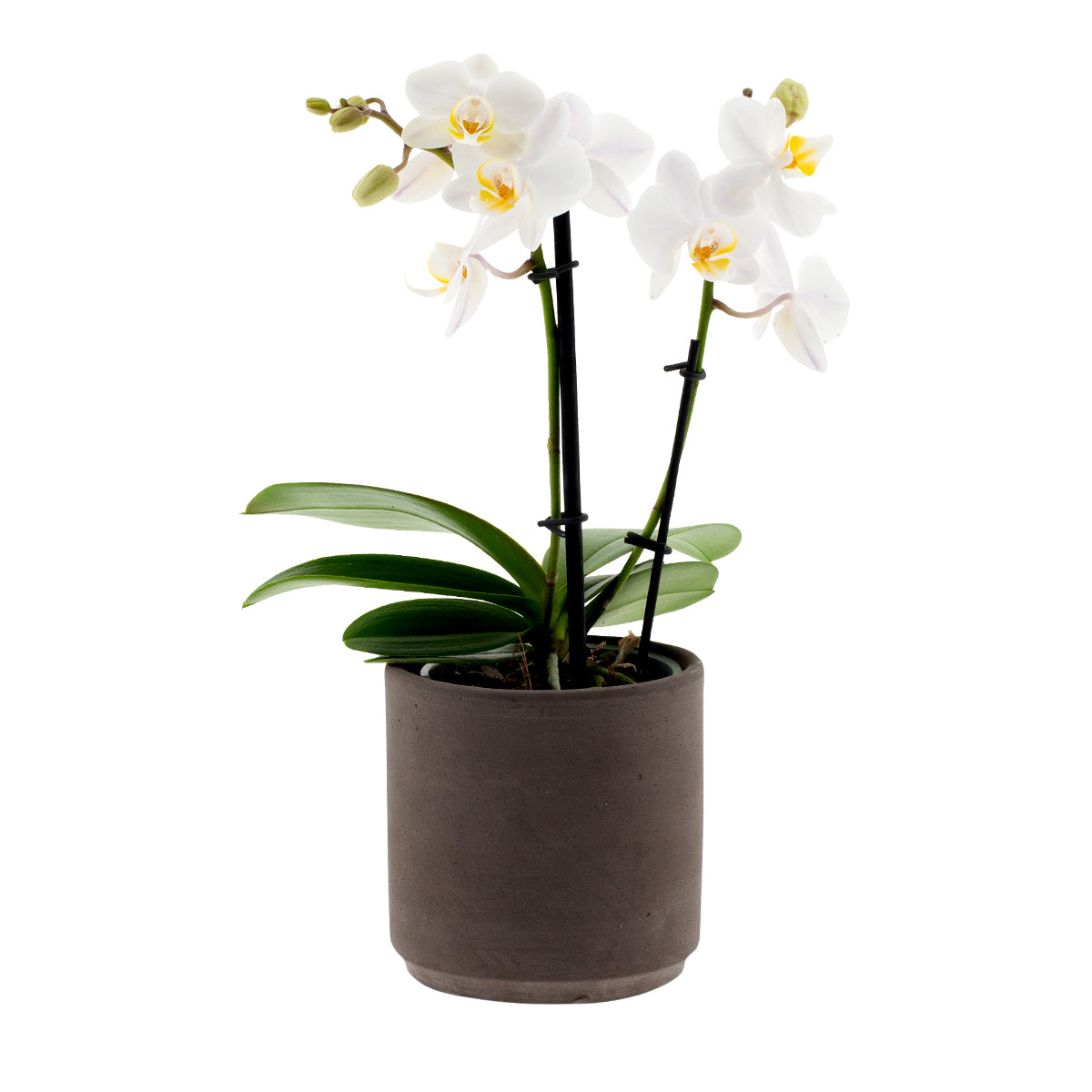 Phalaenopsis Cecilia Ø9