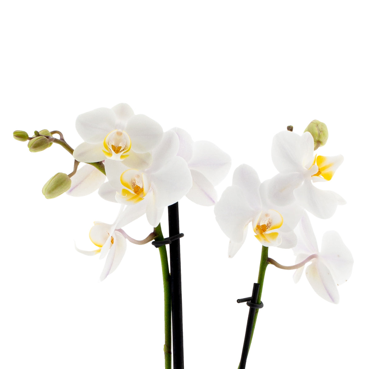 Phalaenopsis Cecilia Ø9
