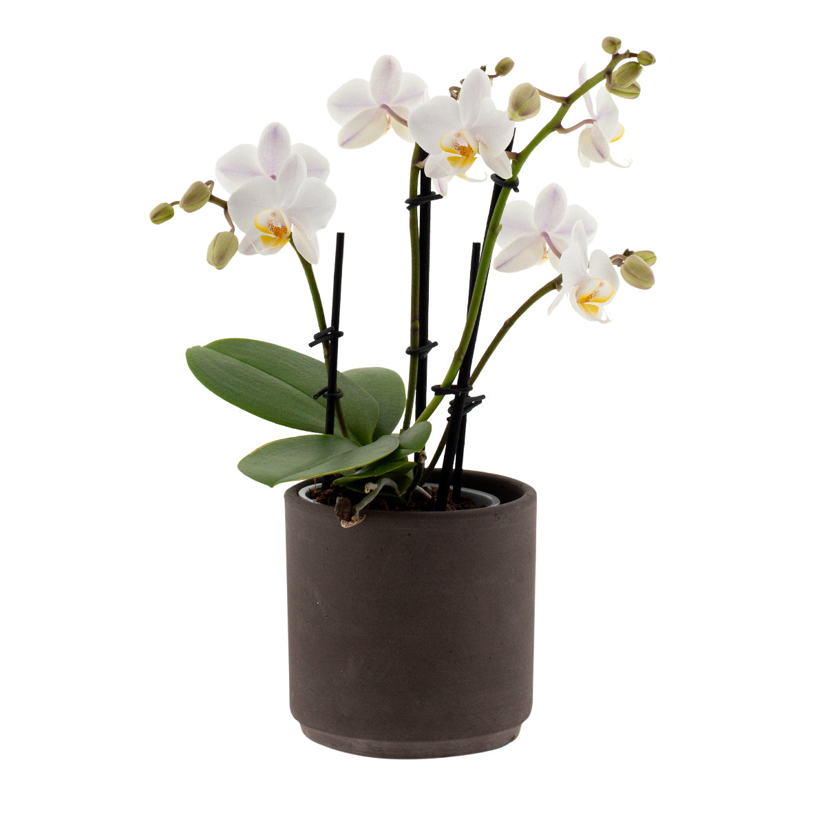 Phalaenopsis Cecilia Ø9