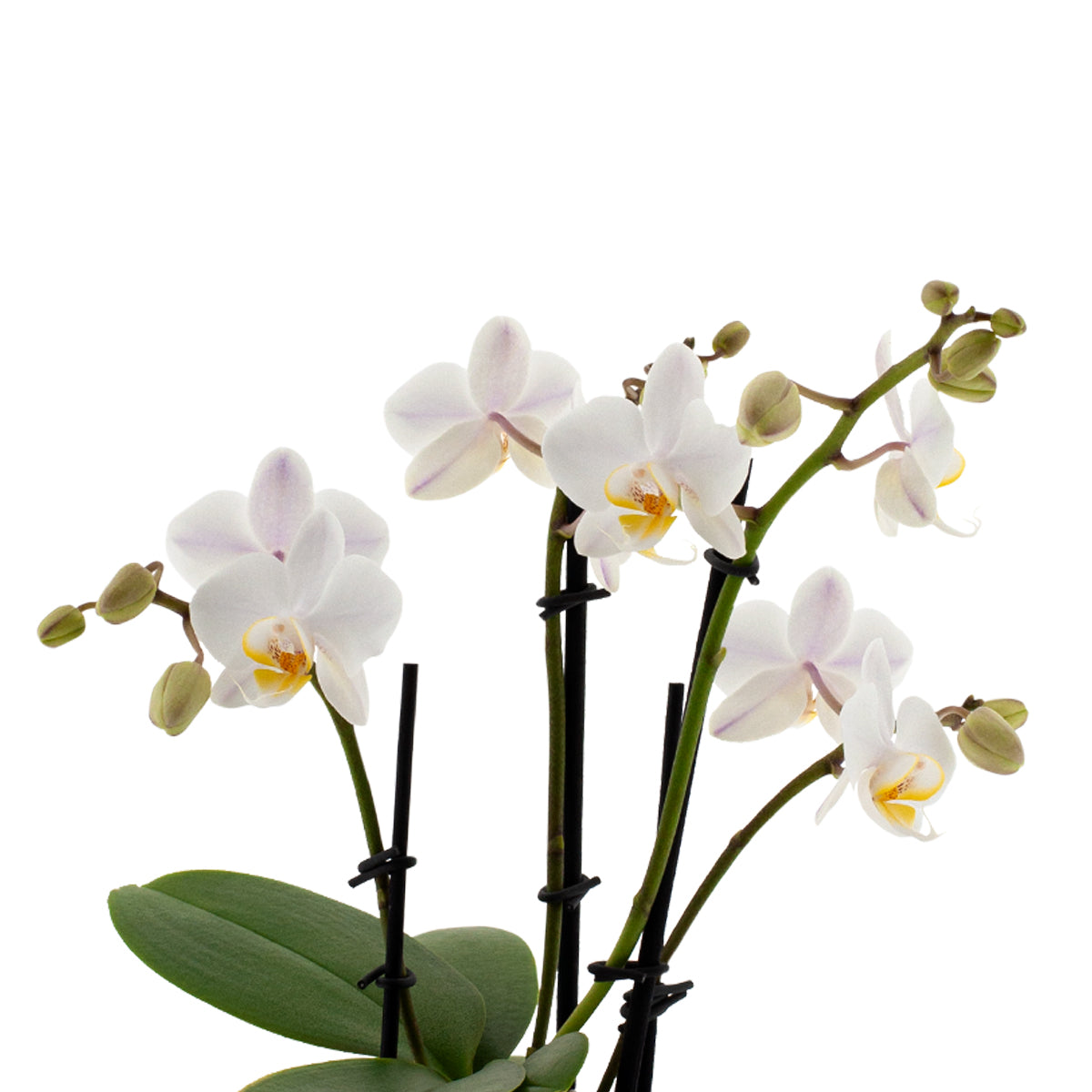 Phalaenopsis Cecilia Ø9