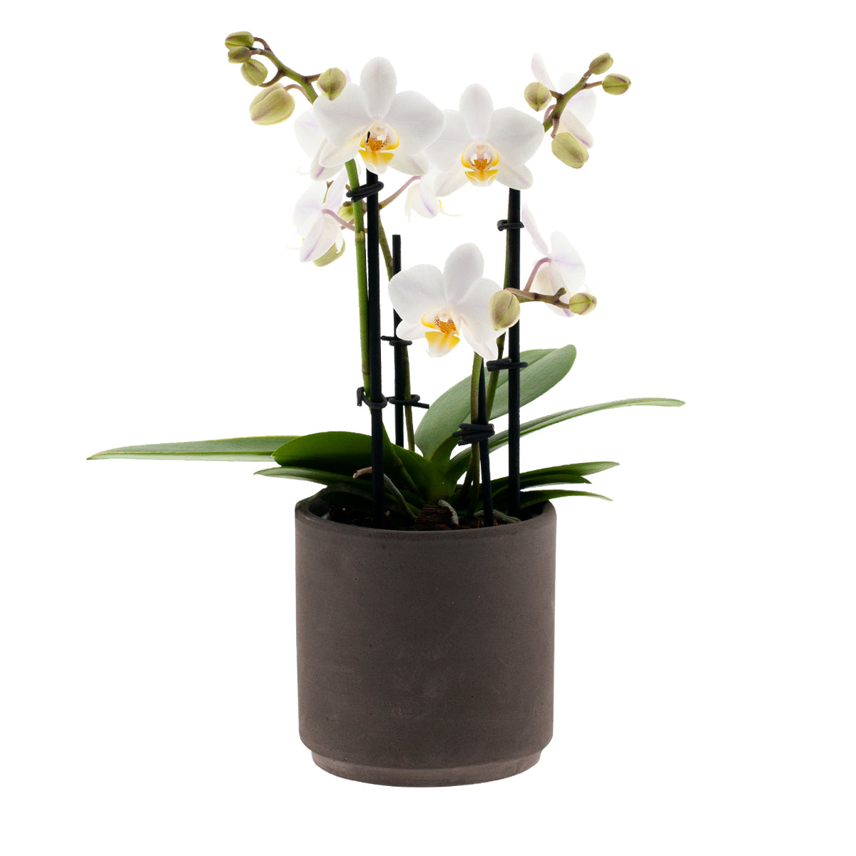 Phalaenopsis Cecilia Ø9