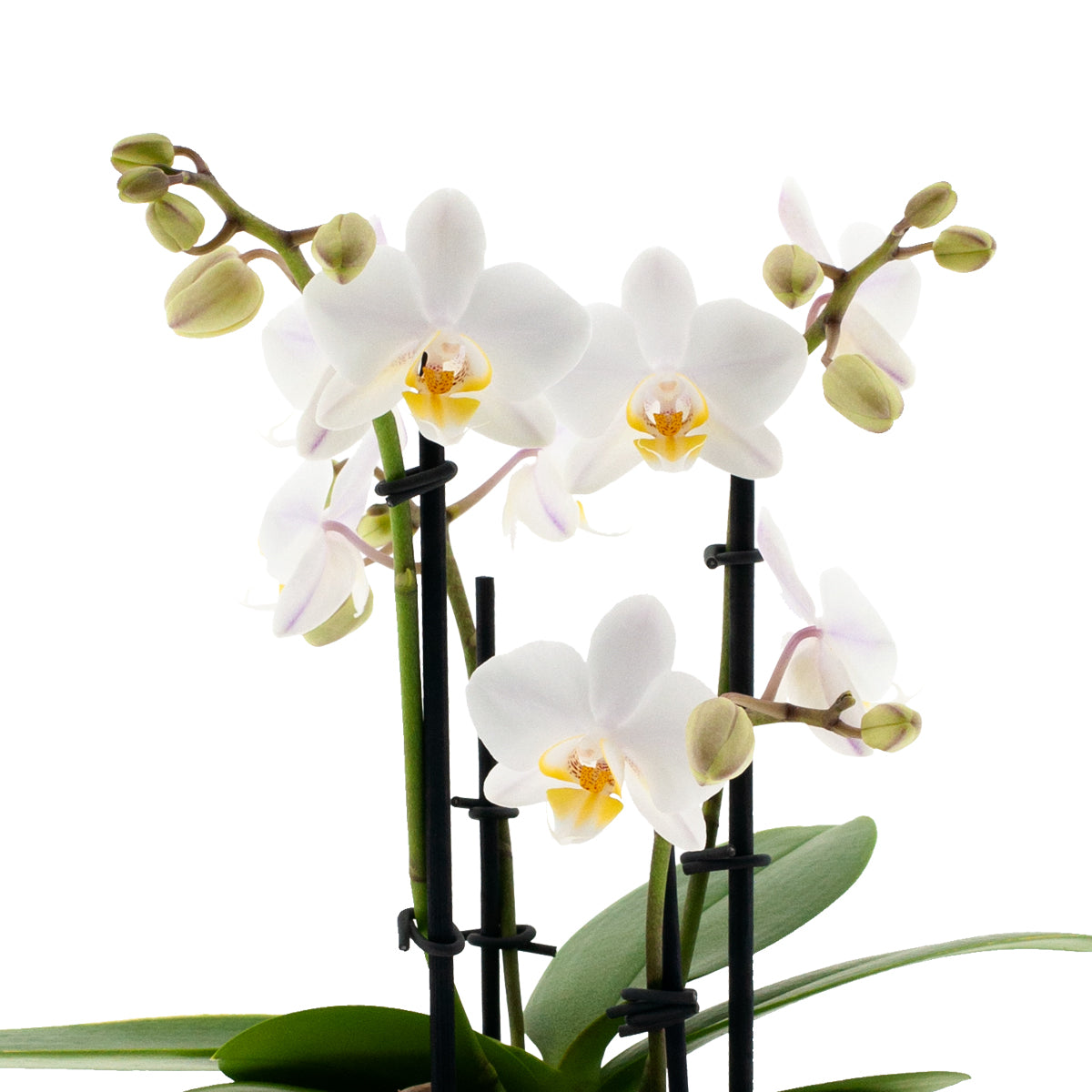Phalaenopsis Cecilia Ø9