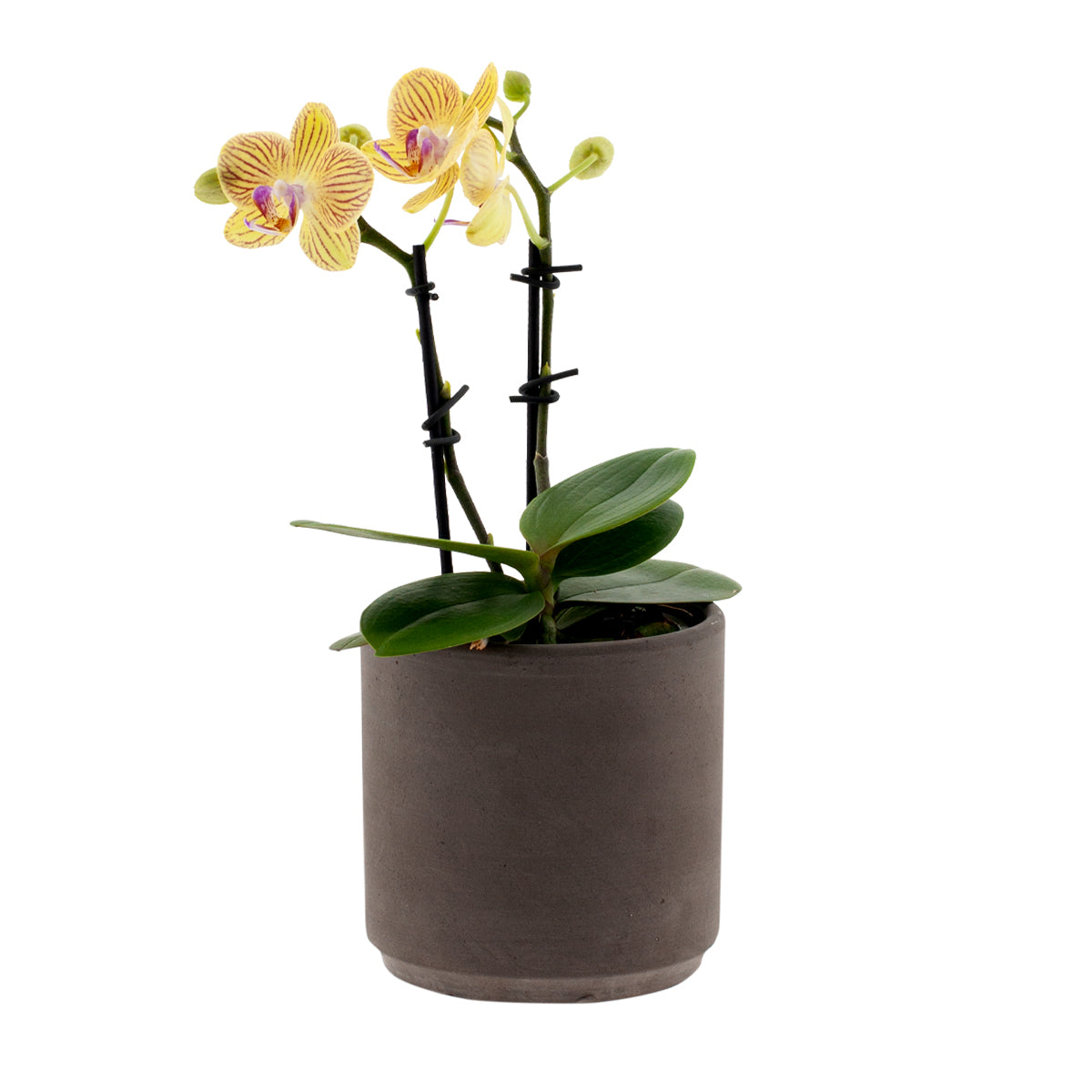 Phalaenopsis Giulia Ø9