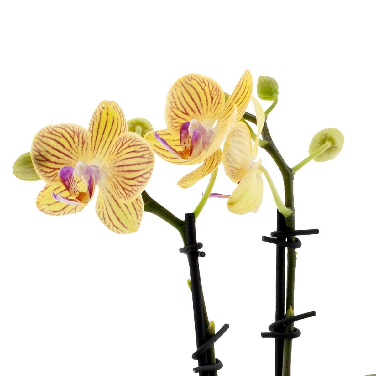 Phalaenopsis Giulia Ø9