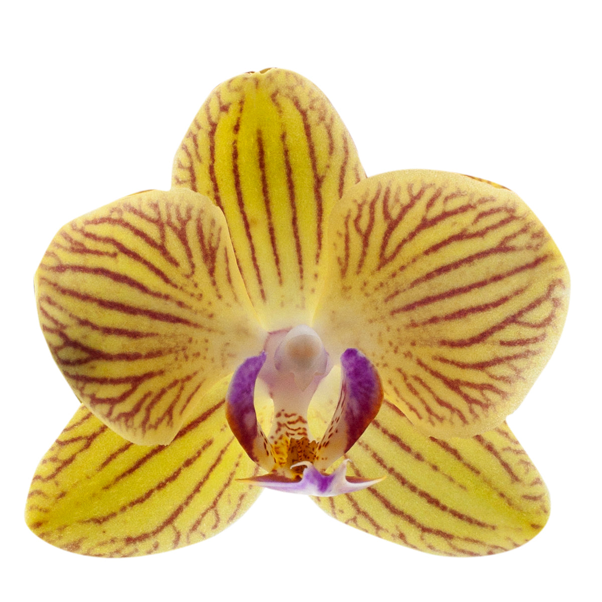 Phalaenopsis Giulia Ø9