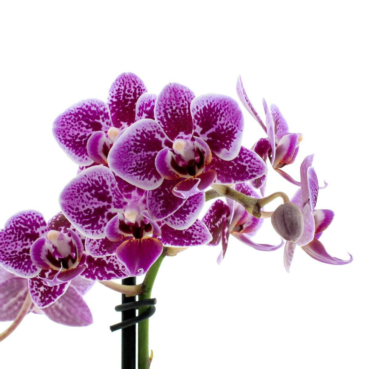 Phalaenopsis Sole Ø9