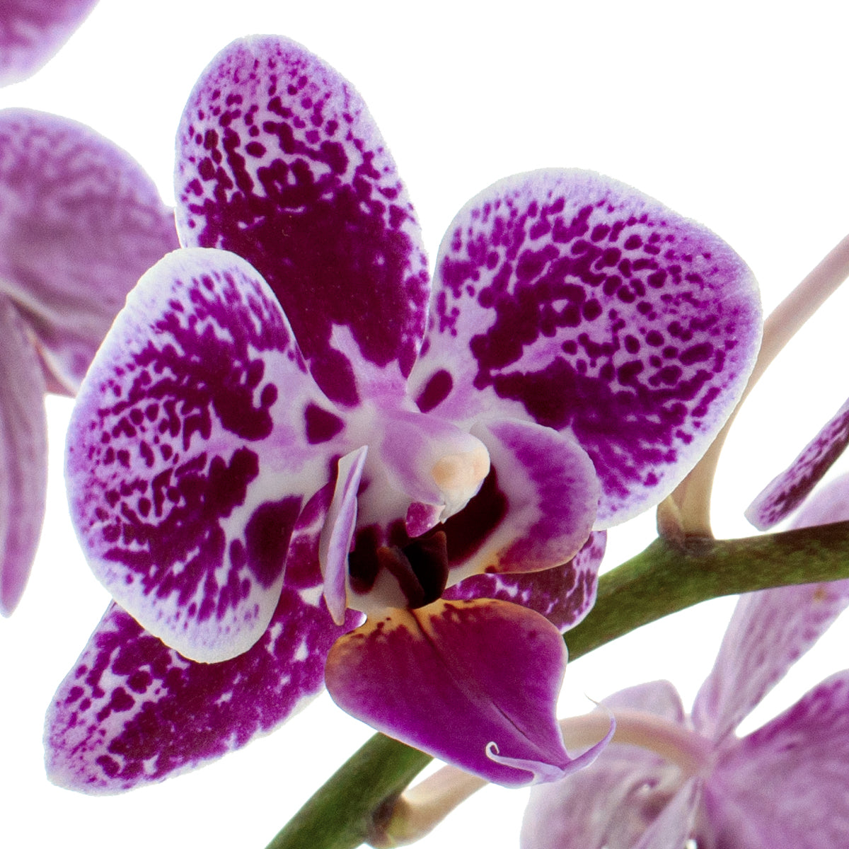 Phalaenopsis Sole Ø9