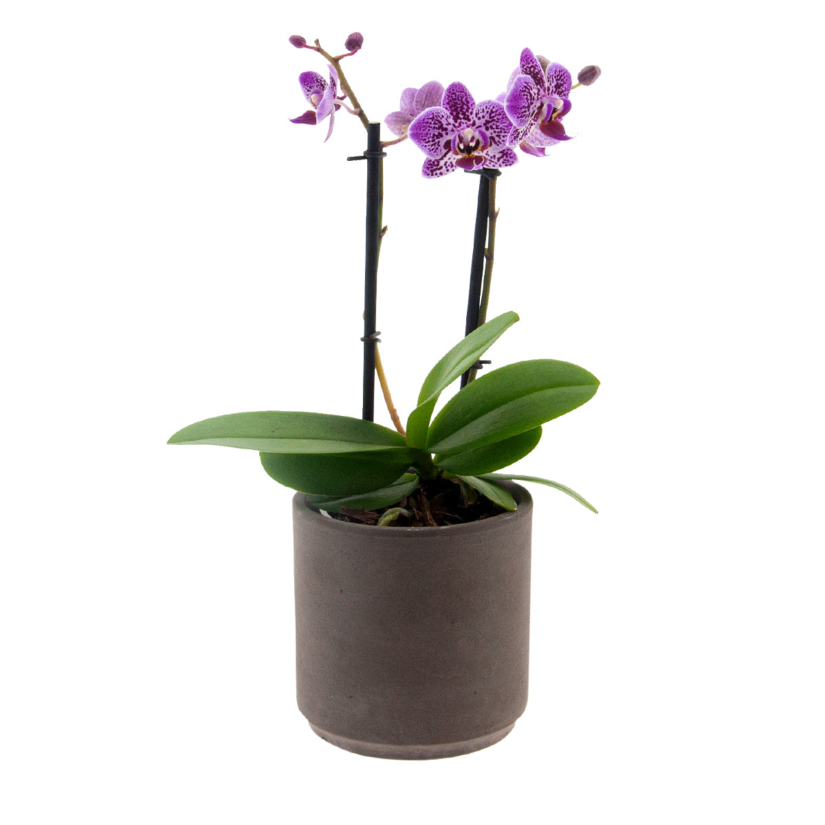 Phalaenopsis Sole Ø9