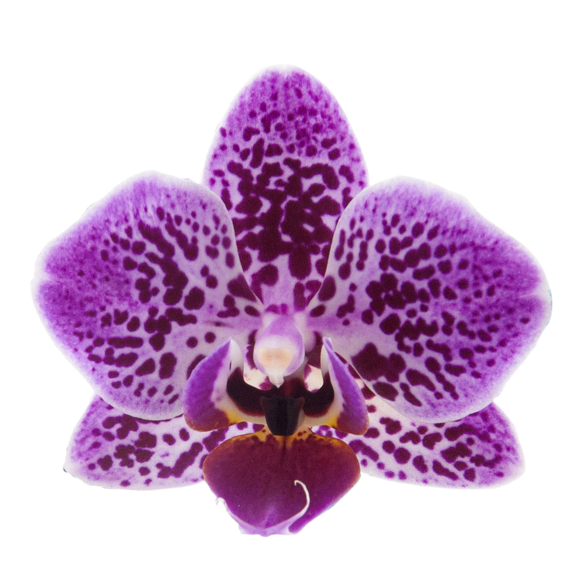 Phalaenopsis Sole Ø9