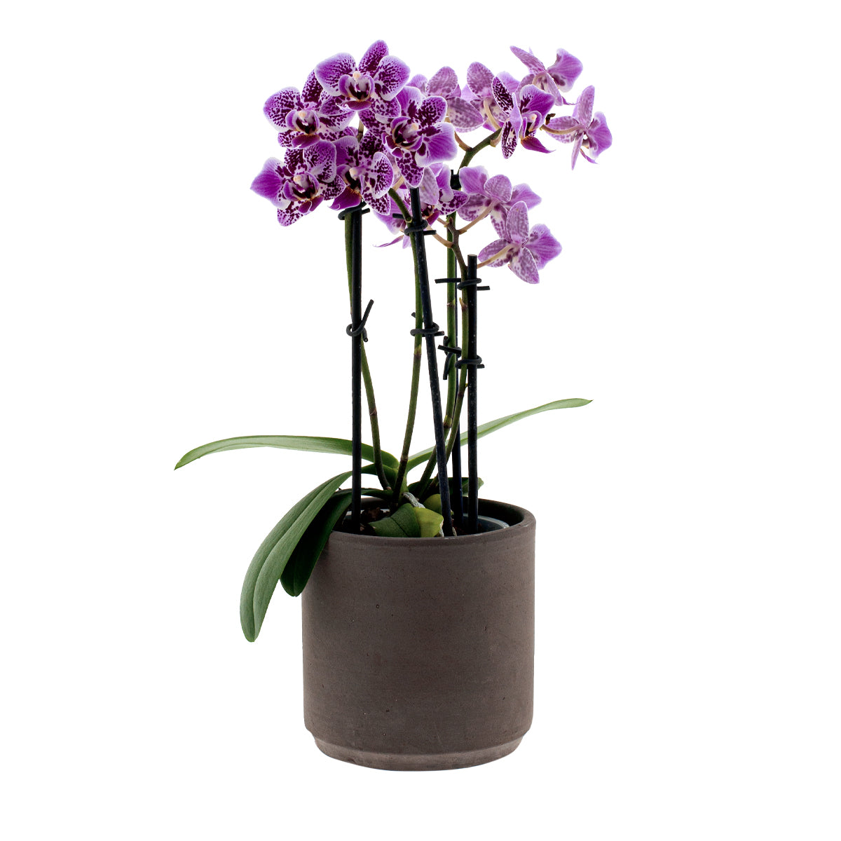 Phalaenopsis Sole Ø9