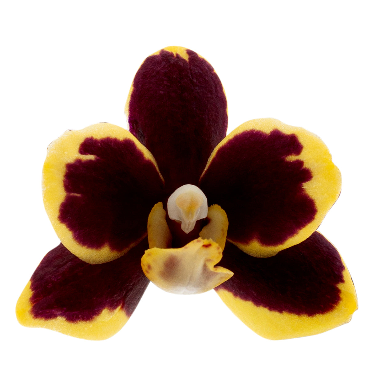 Phalaenopsis Silvana Ø9