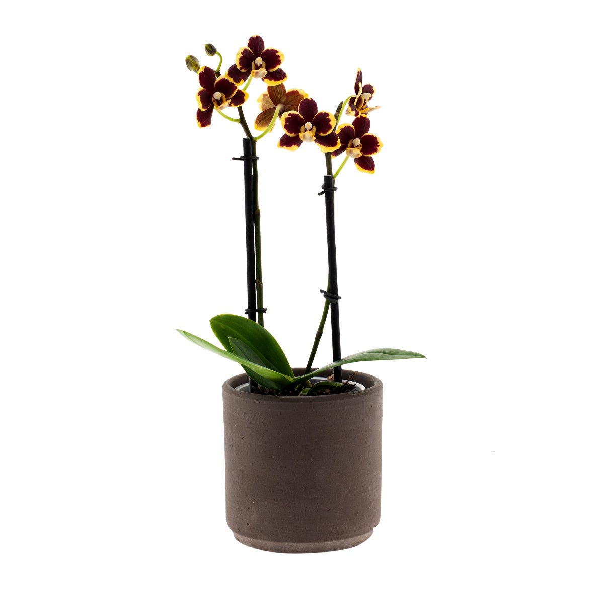 Phalaenopsis Silvana Ø9