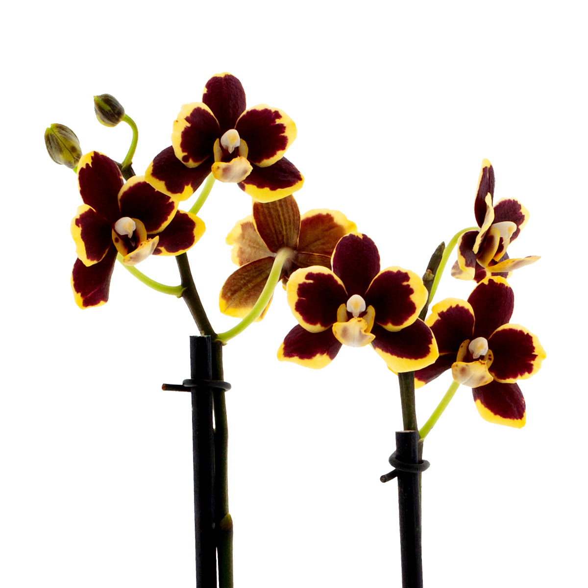 Phalaenopsis Silvana Ø9