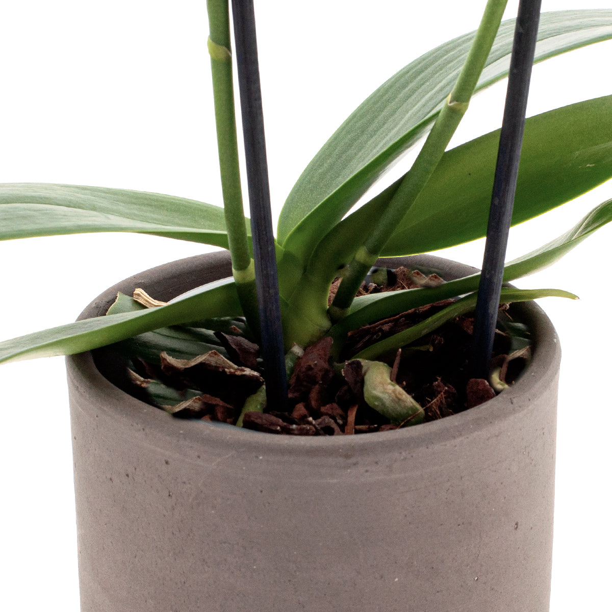 Phalaenopsis Penny Love Ø9