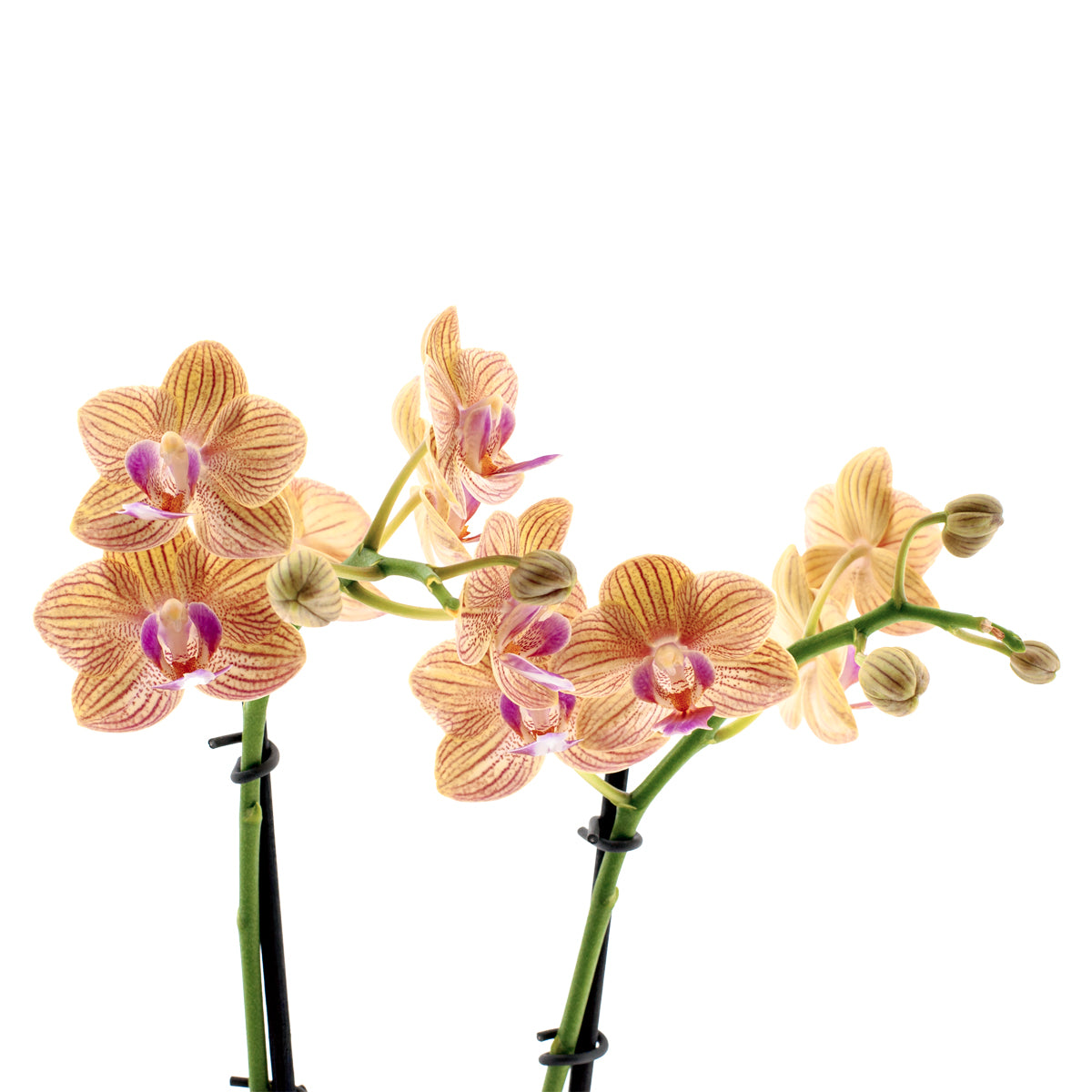 Phalaenopsis Penny Love Ø9